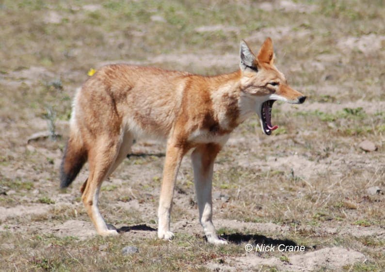 Ethiopian wolf yawning