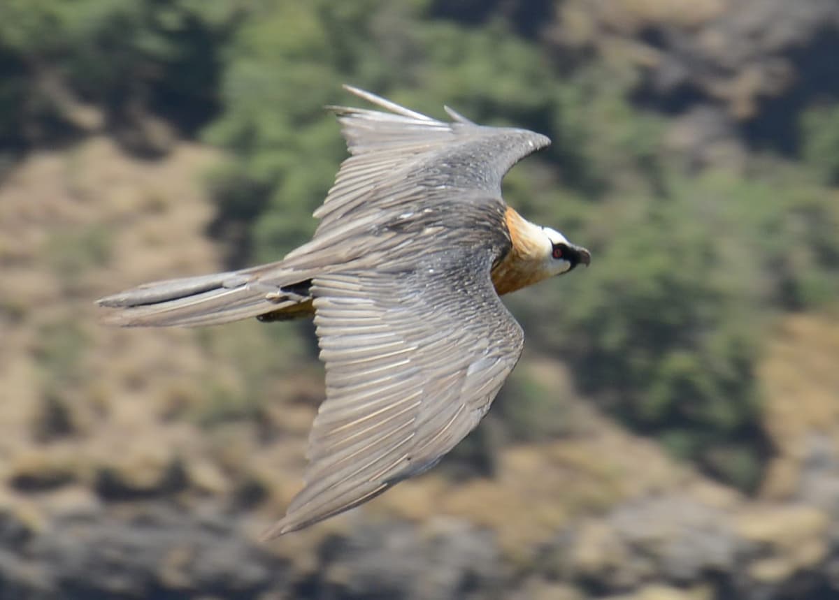 Lammergeier in flight