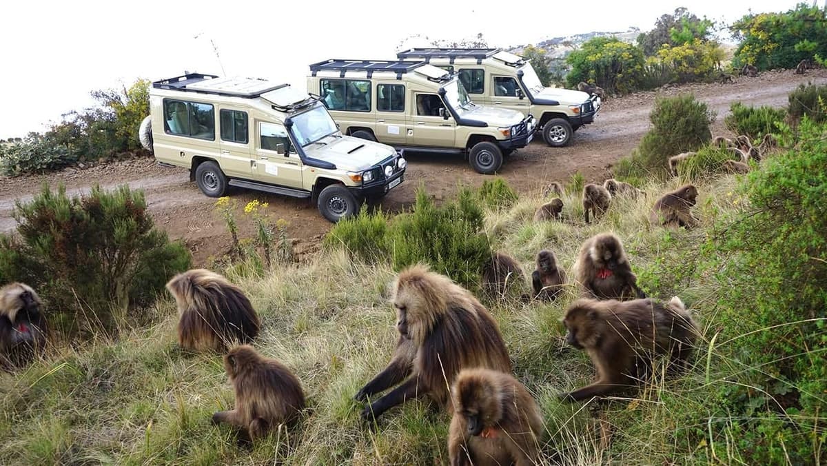 Safari vehicles parked beside a troop of gelada