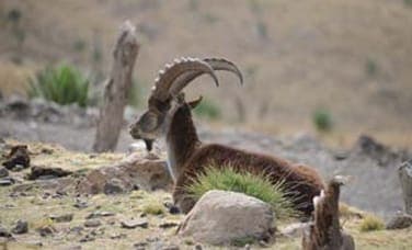 Walia ibex resting on the rocks