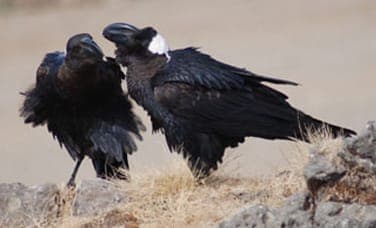 Two thick-billed ravens