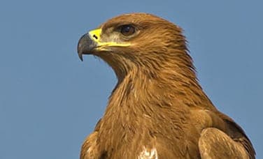 Tawny eagle