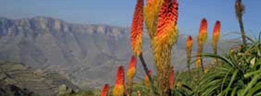 Red-hot poker flowers with the escarpment behind