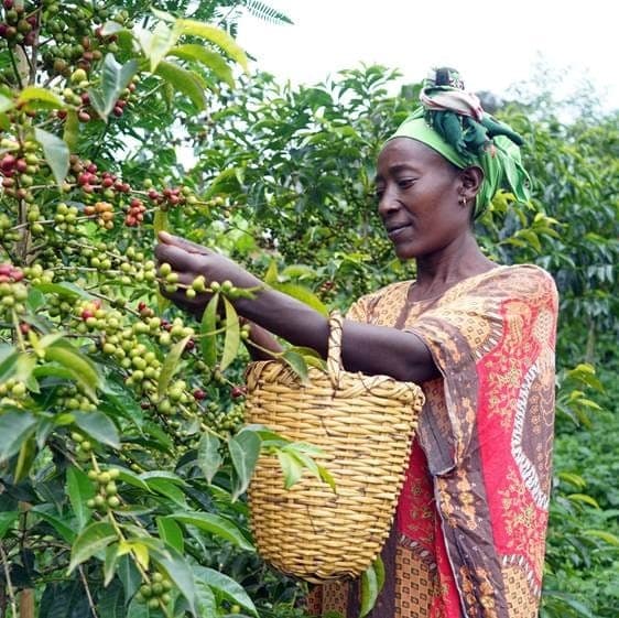 Woman picking coffee cherries