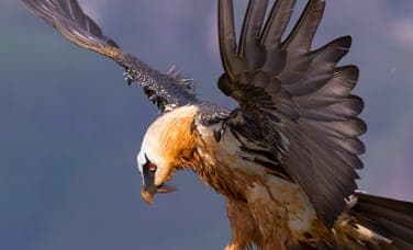 Lammergeier (bearded vulture) landing