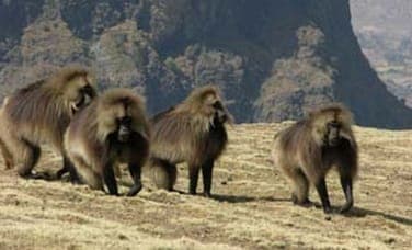 Group of gelada monkeys on the plateau