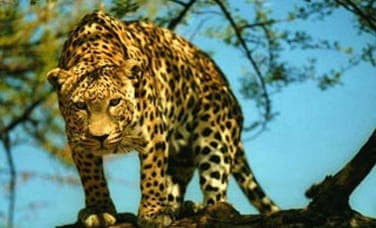 Leopard