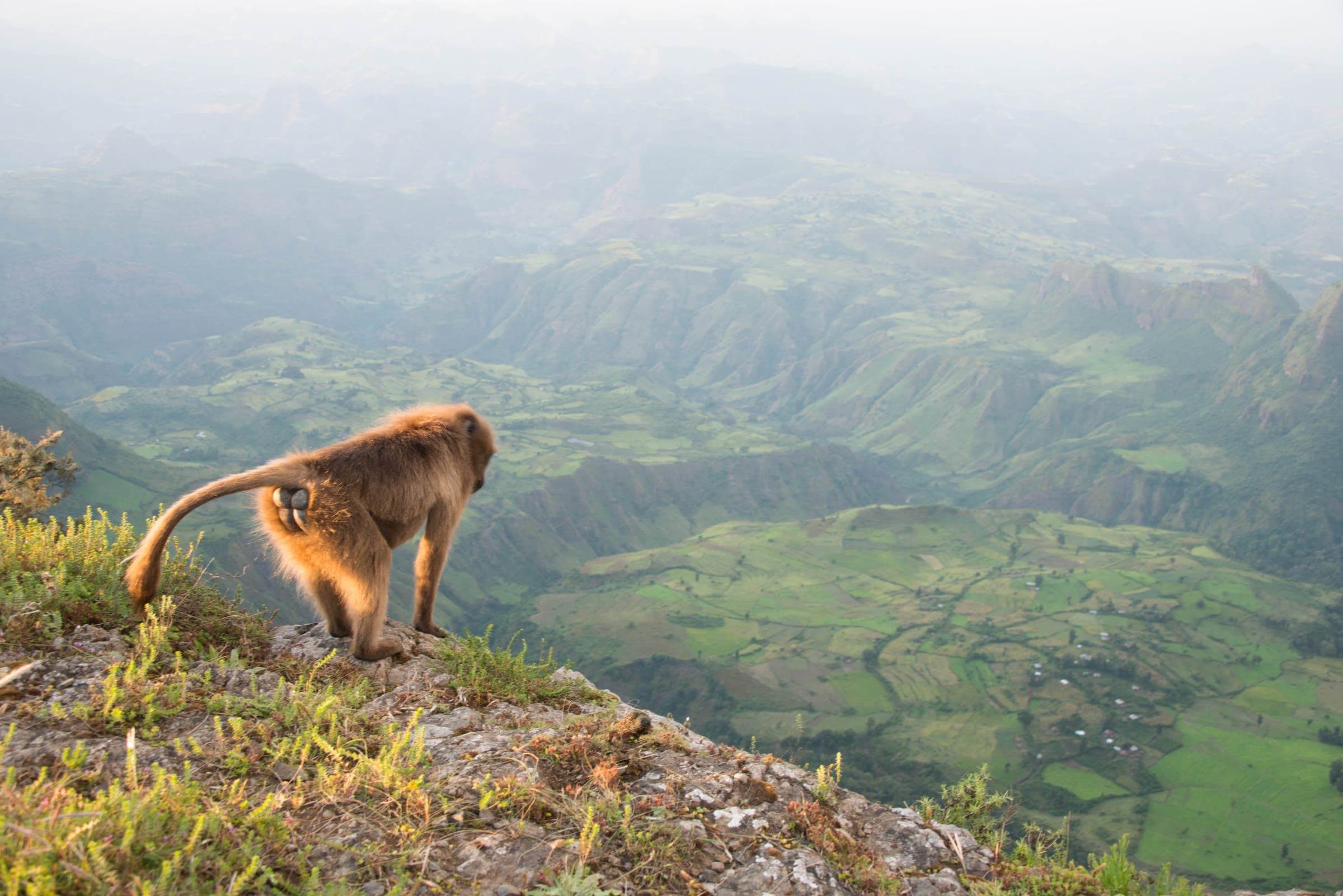 Gelada monkey on the edge of the Simien escarpment