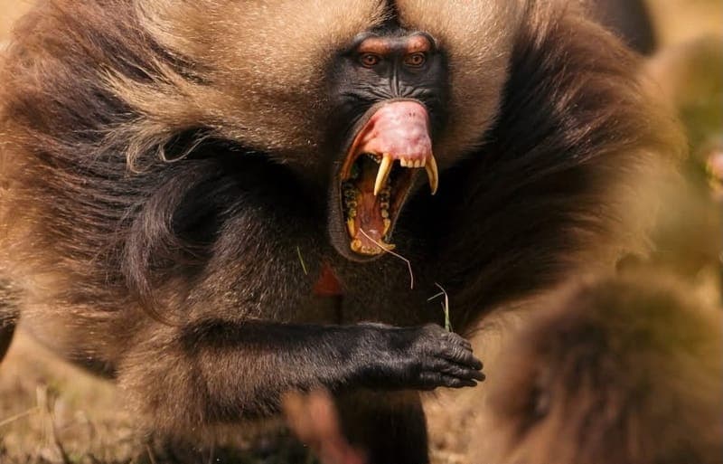 Male gelada baring its teeth