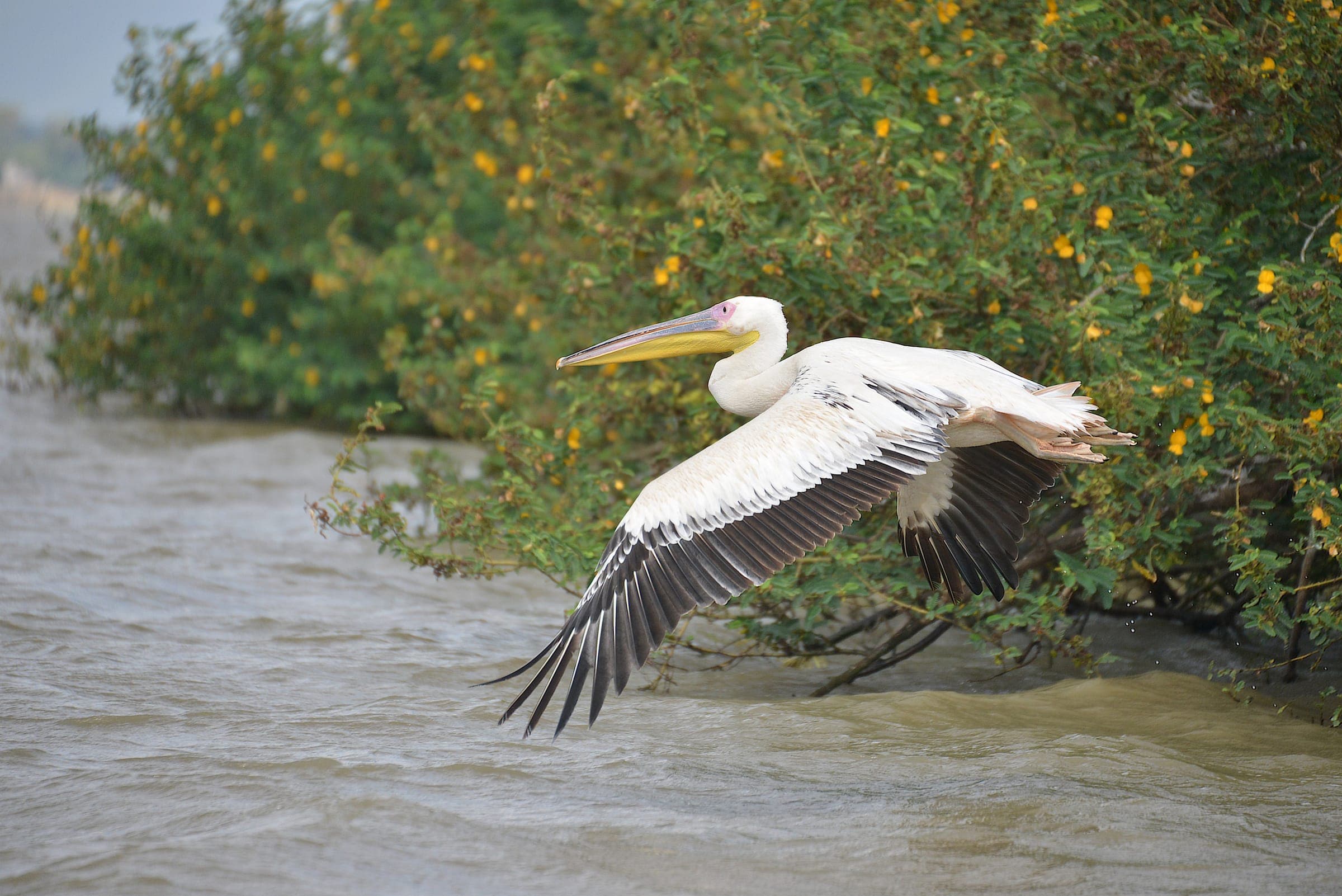 A pelican in flight