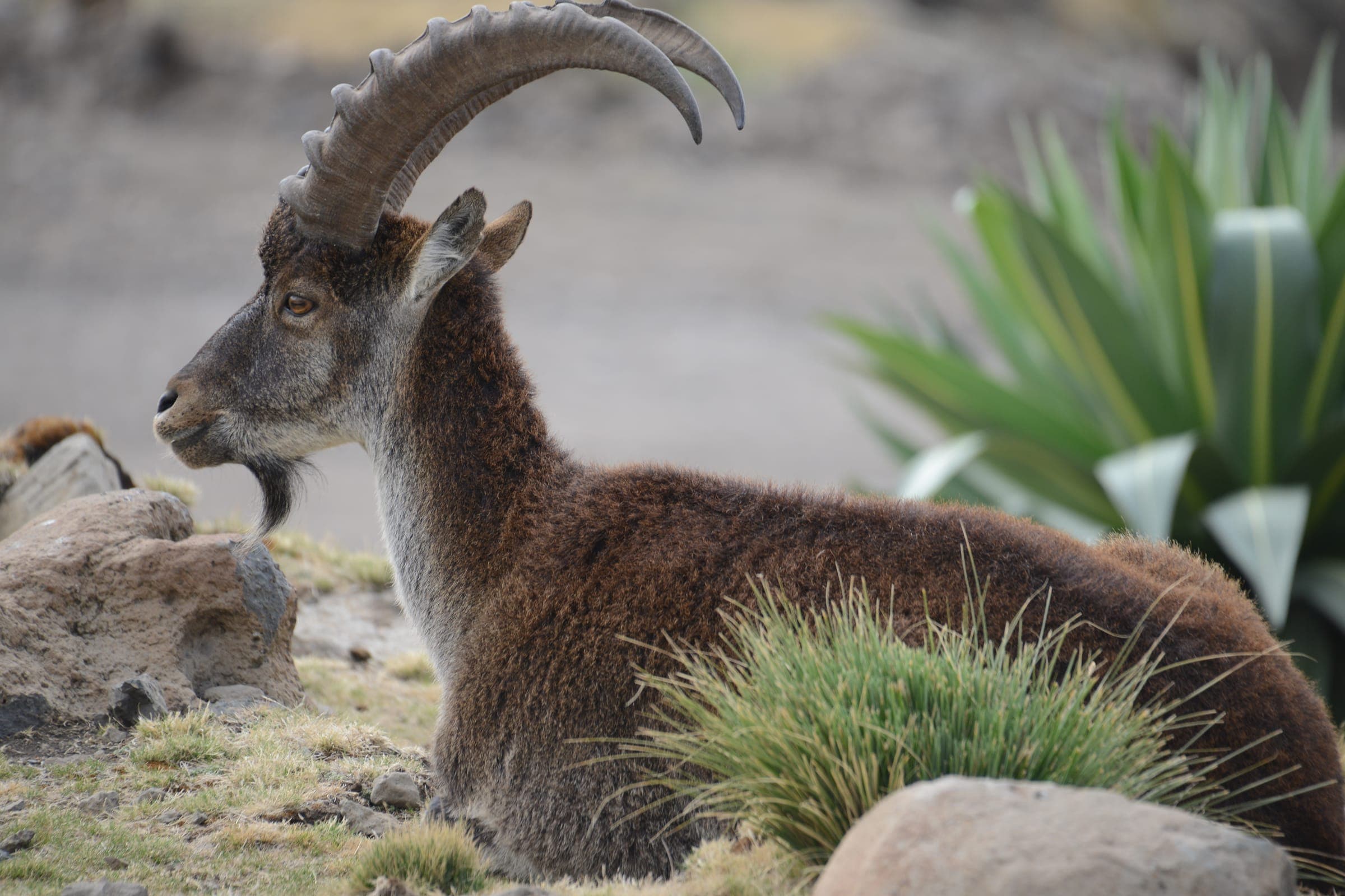 A walia ibex, found only in the Simien Mountains